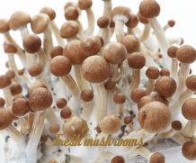images/productimages/small/Columbian growkit.jpg